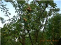 arčilend